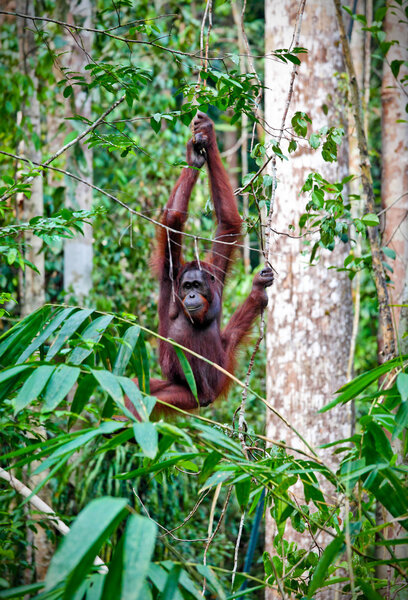 Orangutang in rainforest