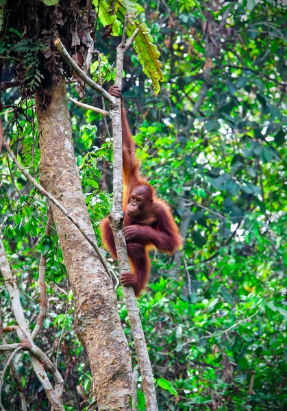 Orangutang в тропічному лісі — стокове фото