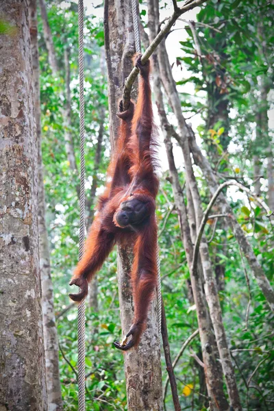 Orangutang w akcji — Zdjęcie stockowe