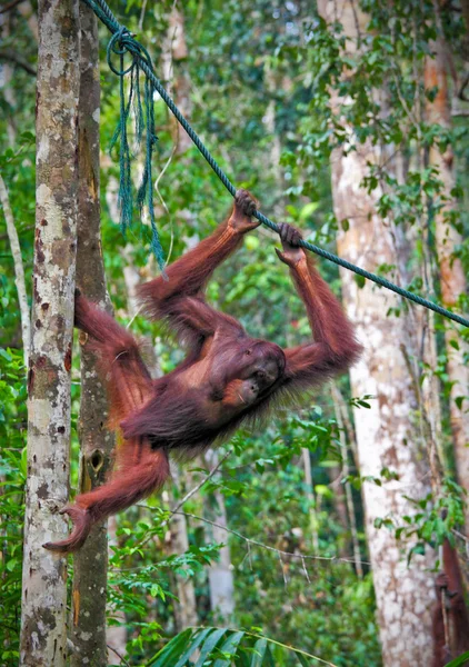 Orangutang w akcji — Zdjęcie stockowe