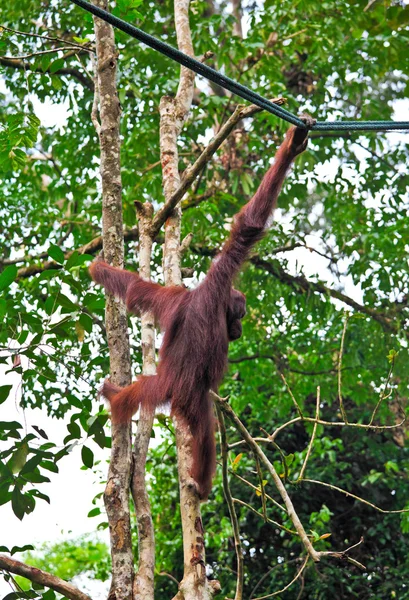 Orangutang i aktion — Stockfoto