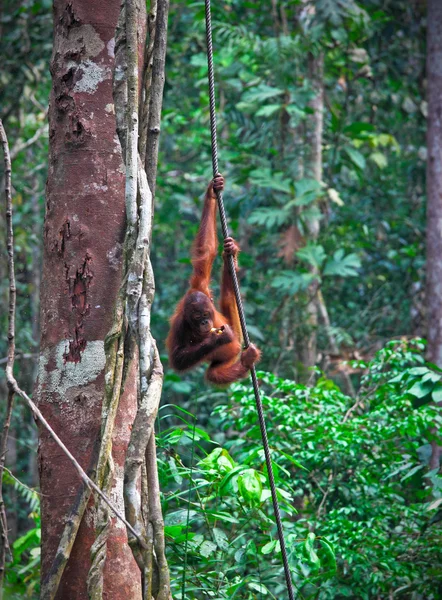 Orangutang στο τροπικό δάσος — Φωτογραφία Αρχείου