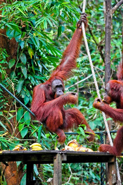 Orangutang i regnskog — Stockfoto