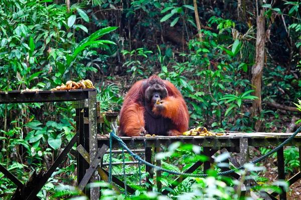 Büyük erkek orangutanın — Stok fotoğraf