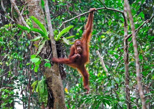 Orangutang eylem — Stok fotoğraf