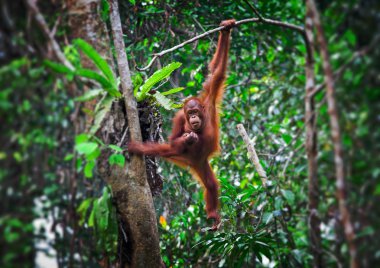 Orangutang in action clipart