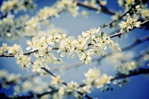 Třešňový květ květ — Stock fotografie