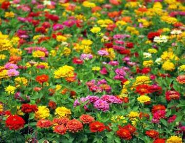 marigolds alanıyla büyük çiçek