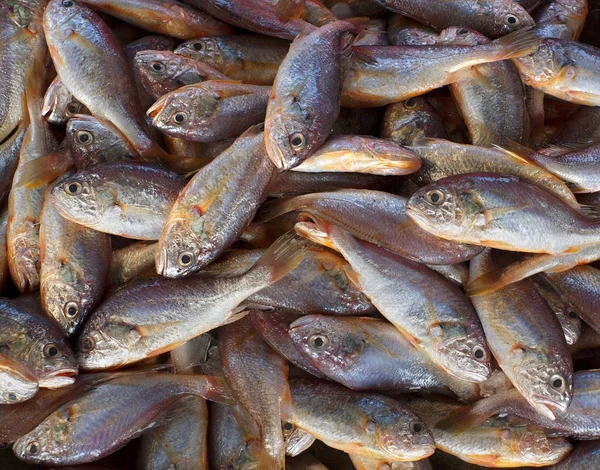 Piccoli pesci commestibili in vendita — Foto Stock