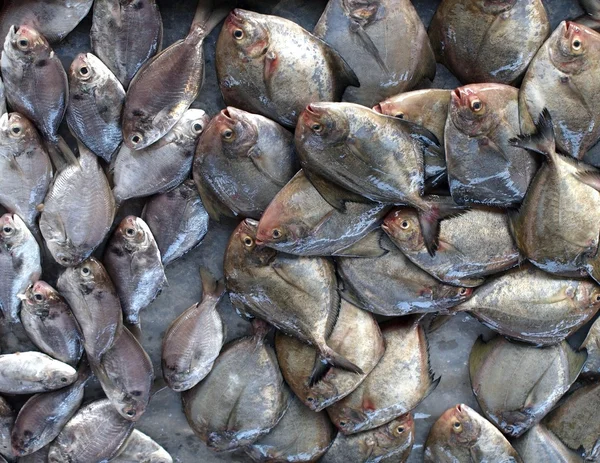 Pequeño pescado plano en venta en el mercado —  Fotos de Stock