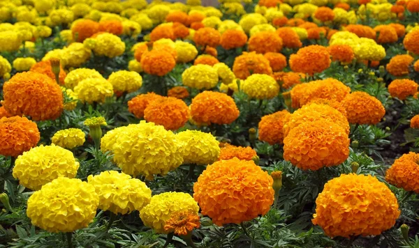 Lysefargede Dahlia-blomster – stockfoto