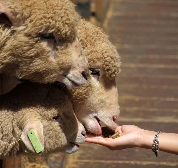 stock image Young Sheep are Fed by Hand