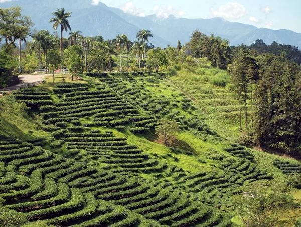 Herbata plantation na południu Tajwanu — Zdjęcie stockowe