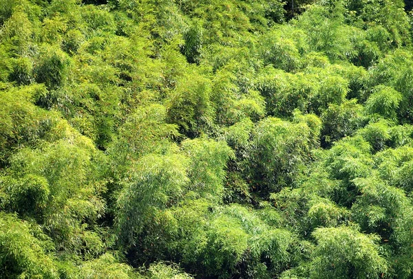 Üppiger Bambuswald — Stockfoto