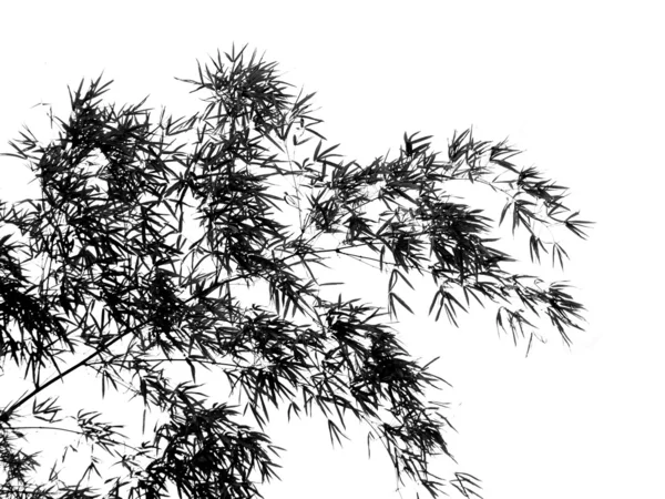 Бамбуковая ветвь сплетается в бризе — стоковое фото
