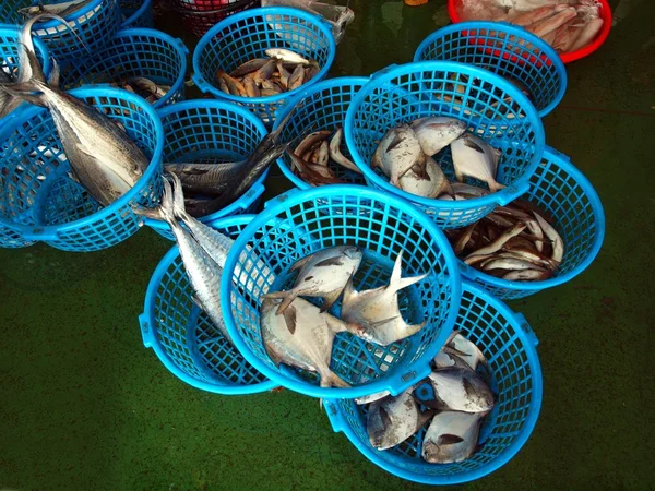Vente aux enchères de poisson à Taiwan — Photo