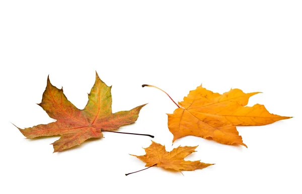 Podzimní maple leafs — Stock fotografie