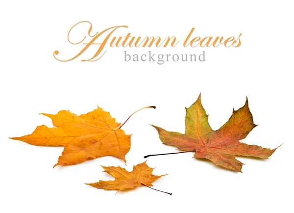 Höstens maple leafs Stockfoto