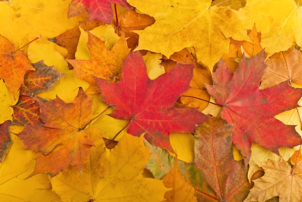 Foglie d'acero nei colori dell'autunno — Foto Stock