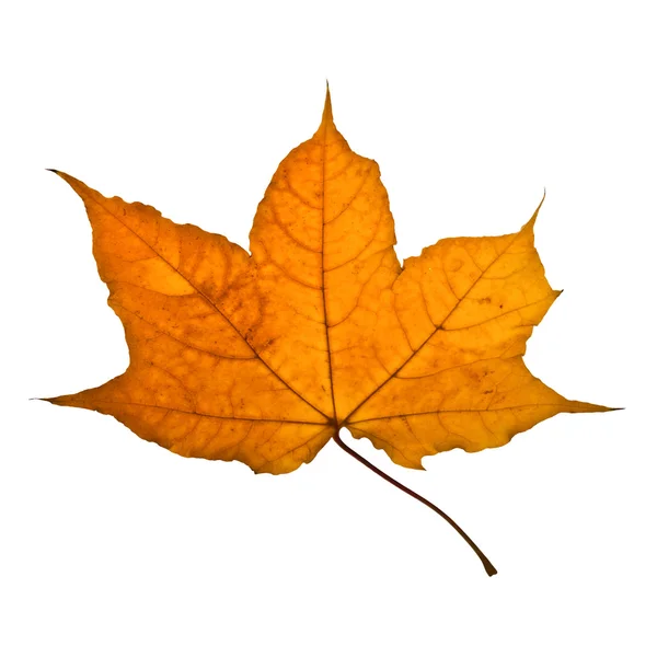 Podzimní žluté javorový list — Stock fotografie