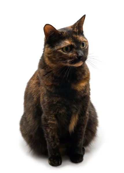 Грушева кішка сидить — стокове фото