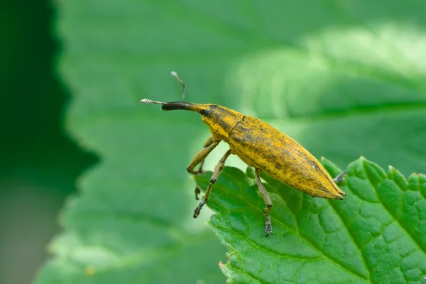 Beetle weevil böcek — Stok fotoğraf