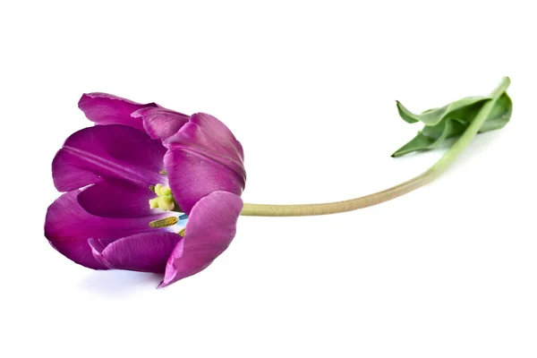 Paarse tulp ligt op witte achtergrond — Stockfoto