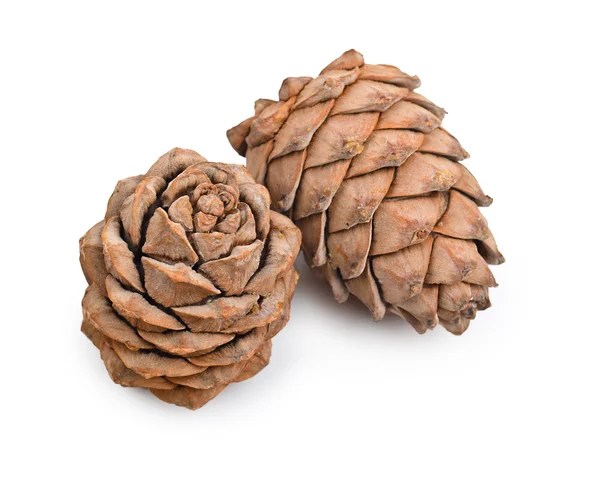 stock image Two fir cones