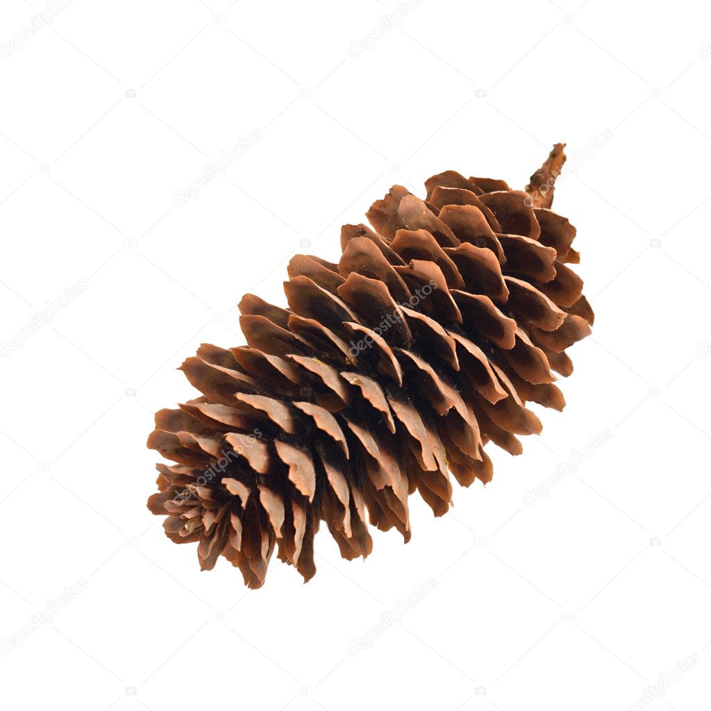 Fir-cone on the white
