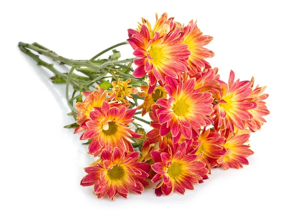 สวยงามของสีส้ม Chrysanthemum ดอกไม้ — ภาพถ่ายสต็อก
