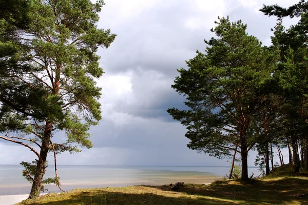 Pines op zee. — Stockfoto