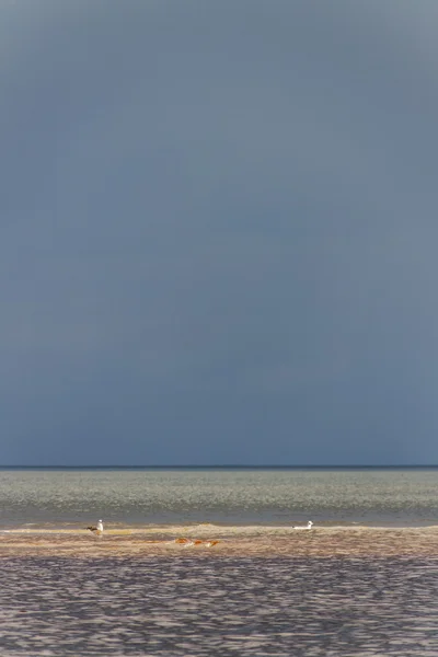 Deniz ve mews. — Stok fotoğraf