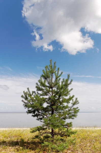 Pine at sea. — Stock Photo, Image