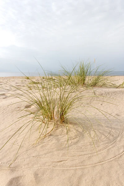 Erba e sabbia . — Foto Stock
