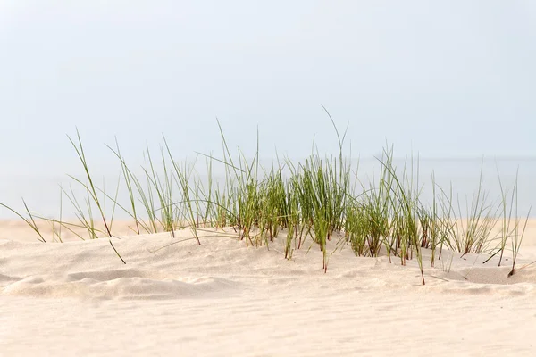 Erba e sabbia . — Foto Stock