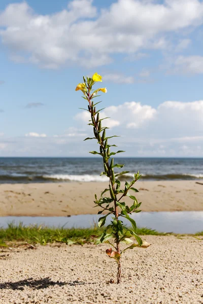 Plantera på havet. — Stockfoto