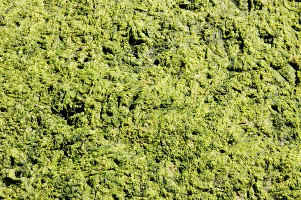 Зеленая слизь . — стоковое фото