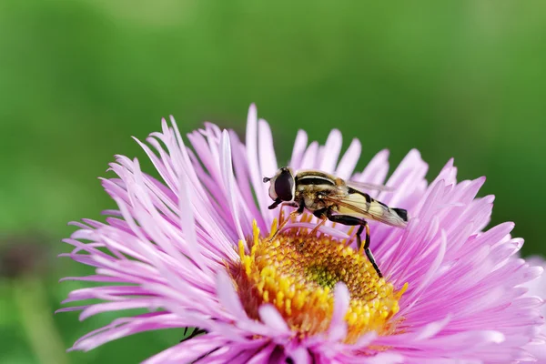 Insekt auf Blume. — Stockfoto