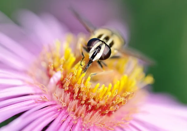 Fliege auf Blume. — Stockfoto