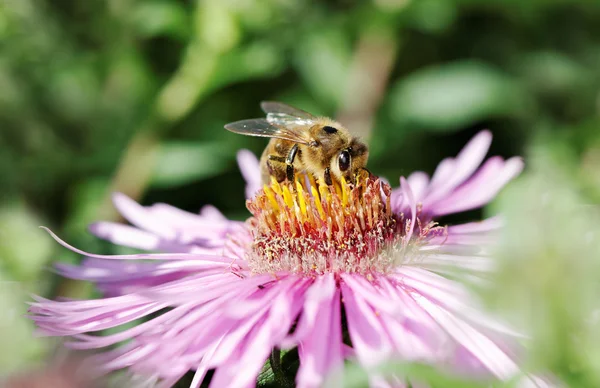 Бджола на квітці . — стокове фото