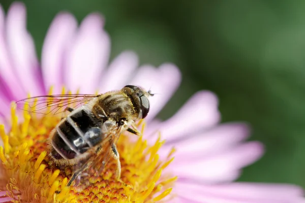 Méhecske Virág. — Stock Fotó