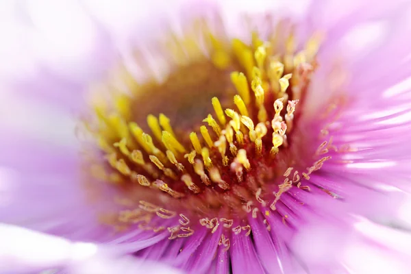 Aster. — Stock Photo, Image