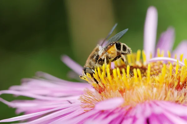 Пчела на цветке . — стоковое фото
