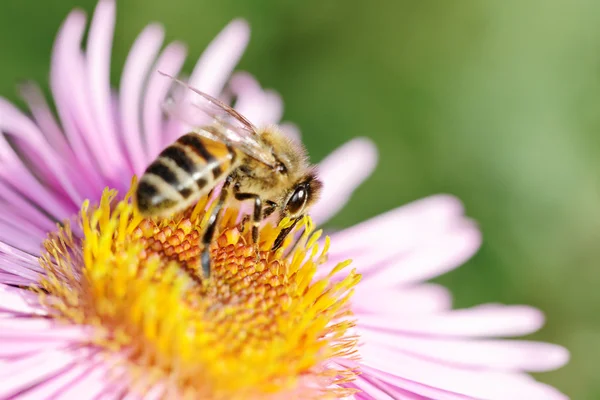 꽃에 꿀벌. — 스톡 사진