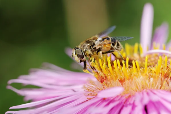 Bee on flower. — Stock Photo, Image