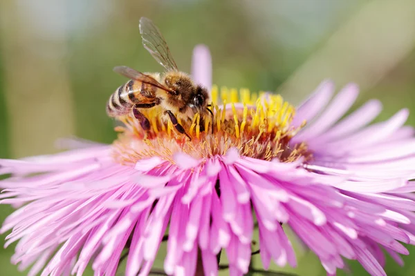 Пчела на цветке . — стоковое фото