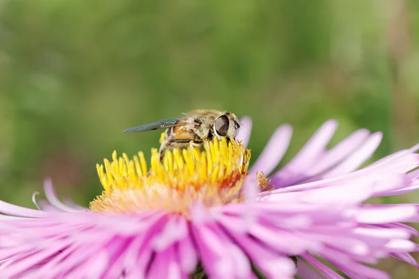 Fly on flower. — Stock Photo, Image
