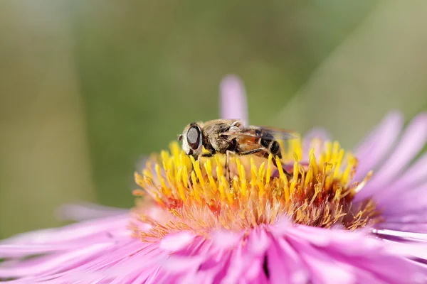 Biene auf Blume. — Stockfoto