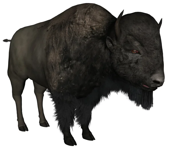 Bisonte macho — Foto de Stock