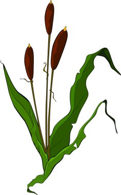 Reeds plants clipart